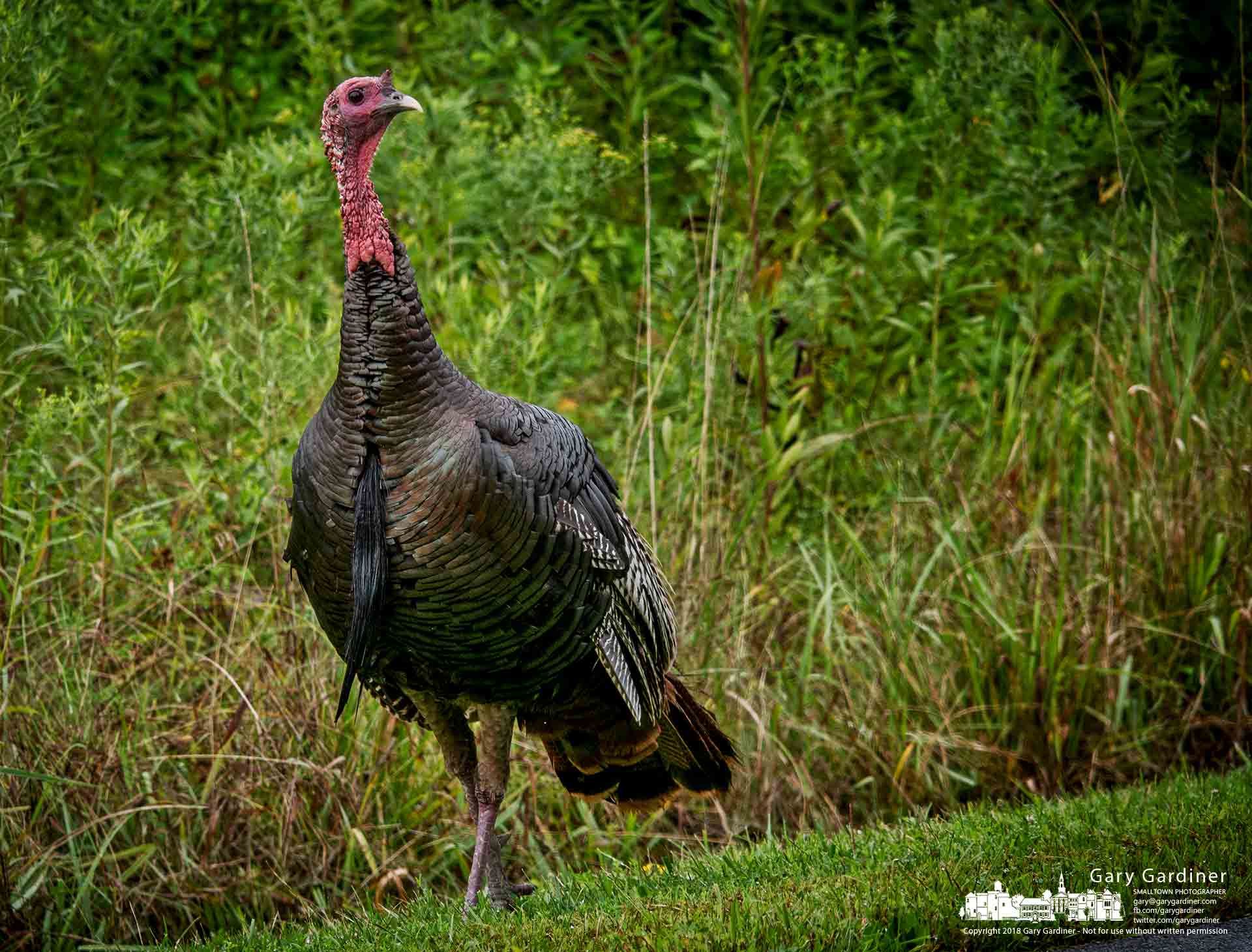 A turkey in search of food and companionship walks along the edge of the roadway leading into Sharon Woods Metro Park. My Final Photo for Aug. 16, 2018.