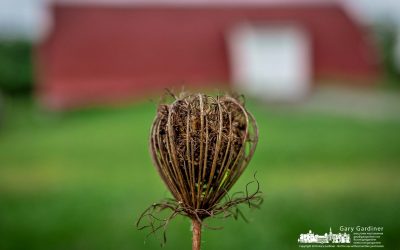 Farm Flowers Go To Seed In Fall
