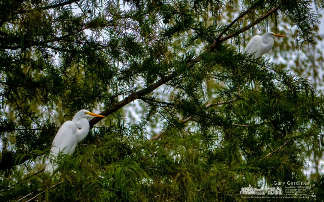 White Egrets Over Highlands Wetlands