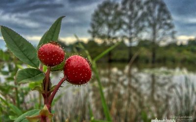 Rose Hips At The Wetlands