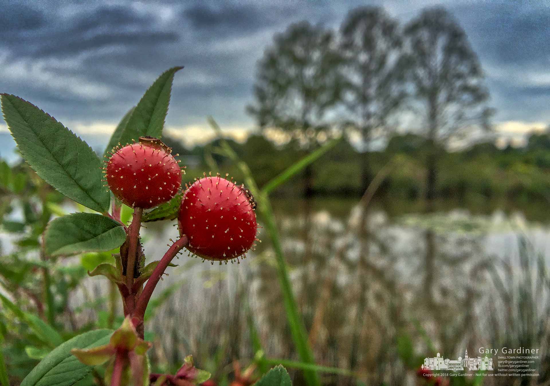 Rose hips from a swamp rose add bright color to a gray afternoon at the Highlands Park wetland. My Final Photo for Sept. 6, 2018.