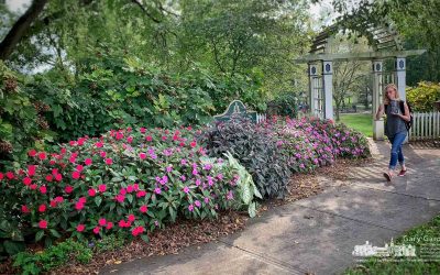 A Walk By The Park