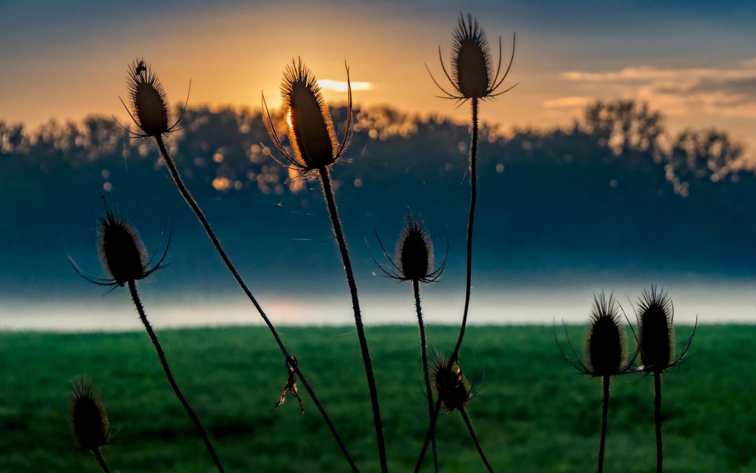 Sunrise, Fog, and Thistles