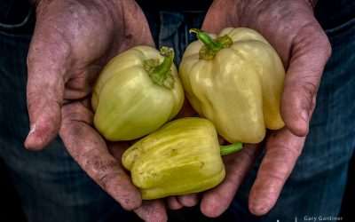 Perfect Peppers Proffered