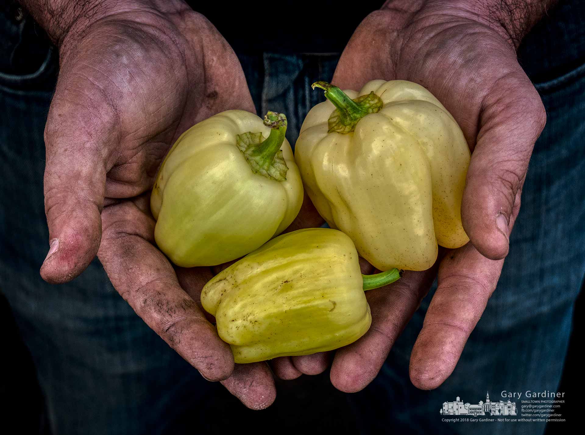 Lee Bird of Bird's Haven Farm holds three of the yellow peppers he offered for sale at the Wednesday Market in Uptown Westerville. My Final Photo for Oct. 17, 2018.