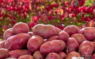 Fall Potatoes at the Uptown Market