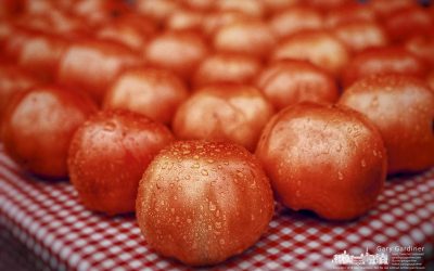 Last Market Tomatoes