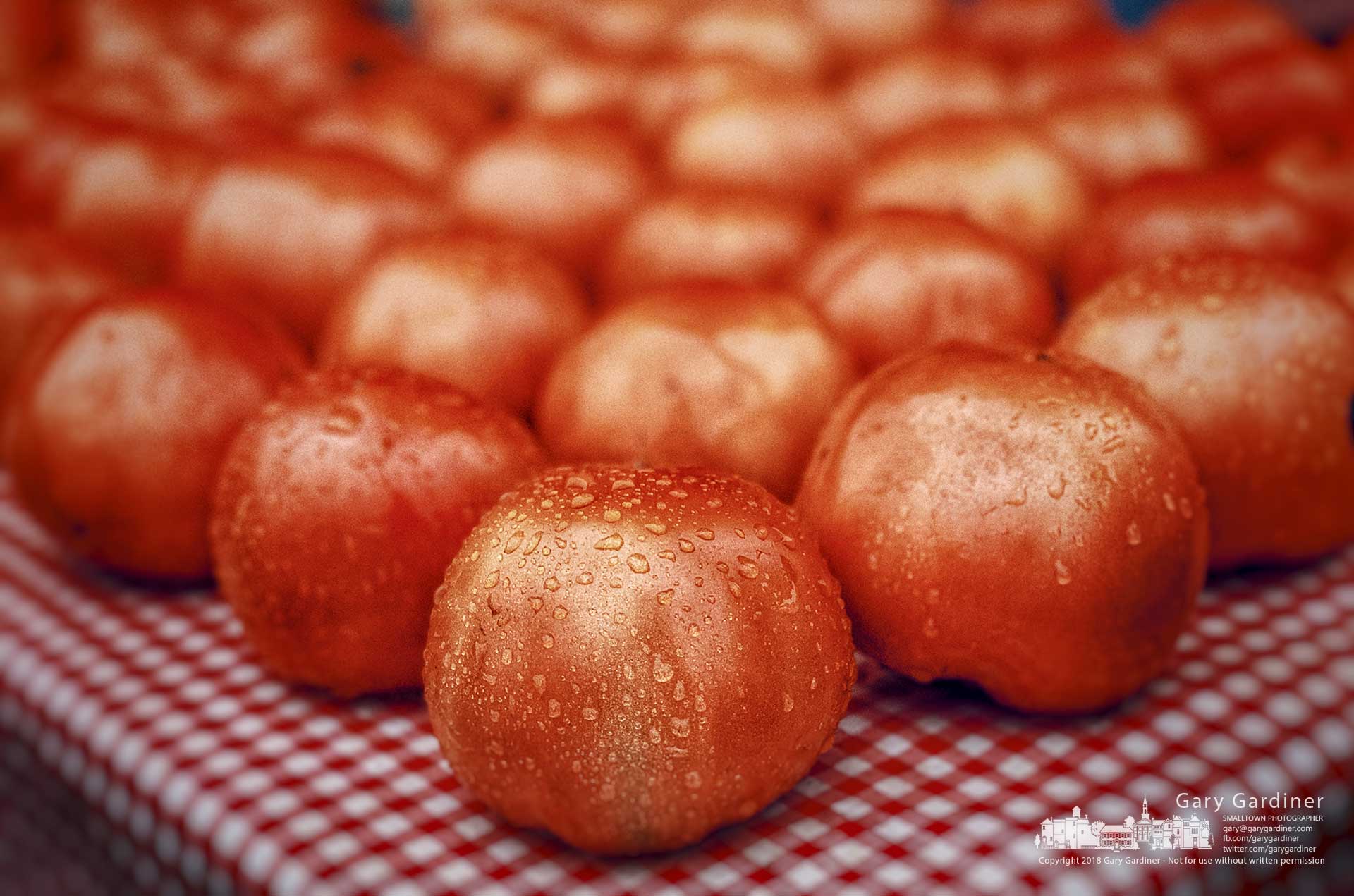 The last batch of fresh tomatoes sit covered with raindrops on the Bird's Haven Farm tables at the Wednesday Farmers Market in Uptown Westerville. My final Photo for Oct. 31, 2018.