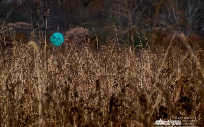 Blue Monday Balloon