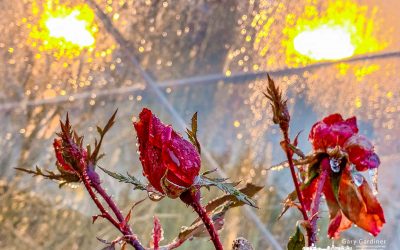 Roses In Ice and Rain
