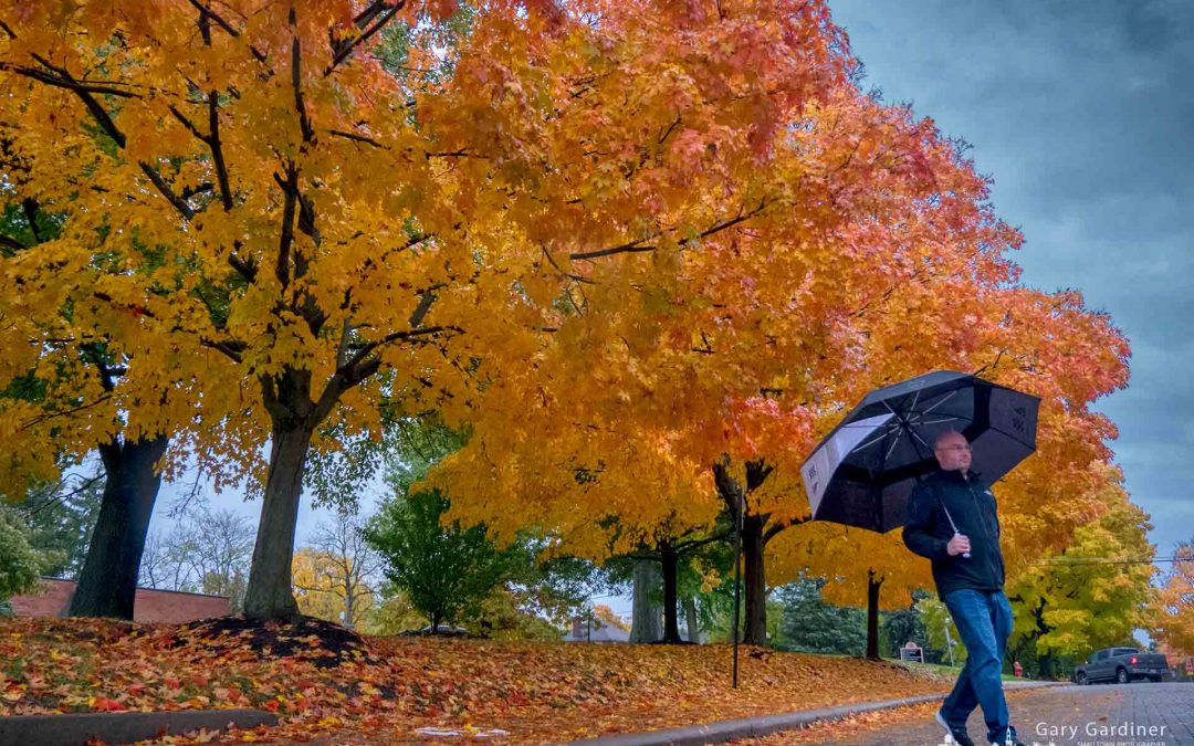 Under Rainy Skies and Golden Maples
