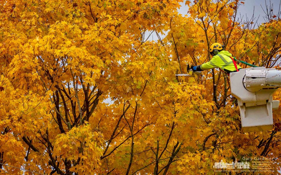 Trimming Away The Gold Boughs