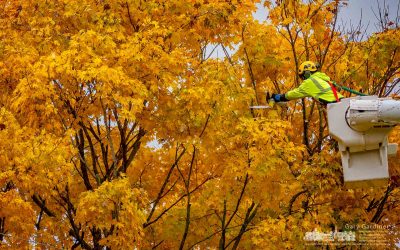 Trimming Away The Gold Boughs