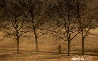 Morning Fog Cyclist