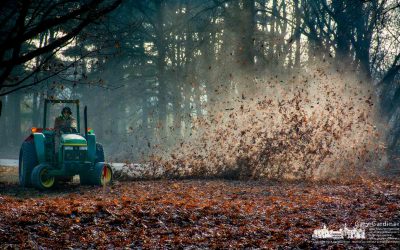 No Leaf Unturned