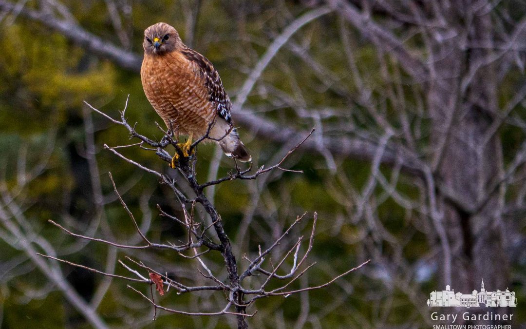 Red-shouldered Meal Search