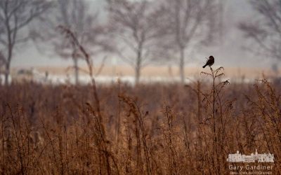 Titmouse Takes Feed At Tallest Weeds