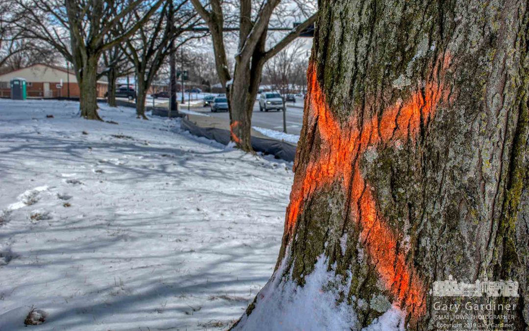 More Endangered Trees