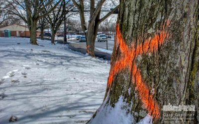 More Endangered Trees