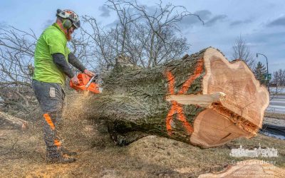 Felled For First Watch