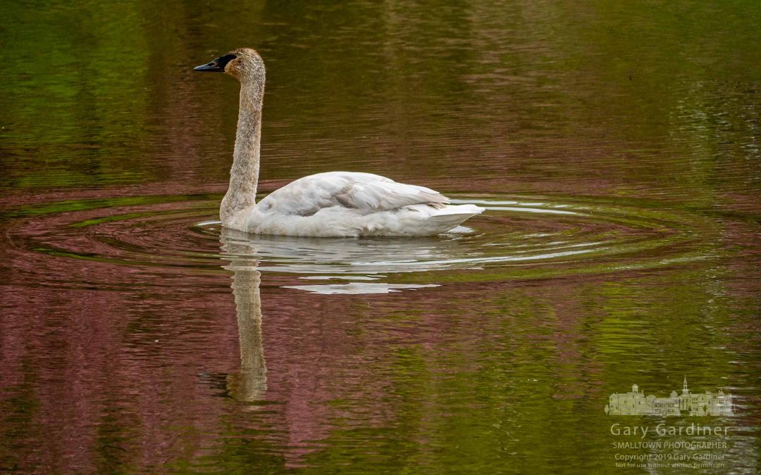 Trumpeter Swan Settles Into Highlands Wetlands