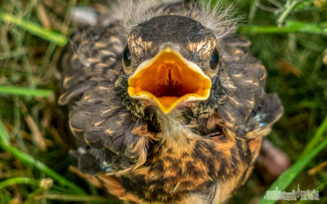 Fledgling Robin Out Of Nest