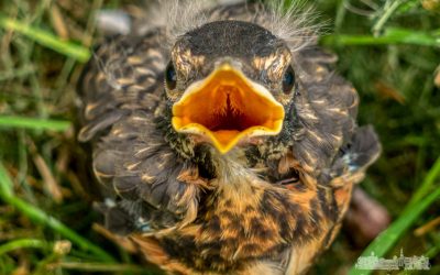 Fledgling Robin Out Of Nest