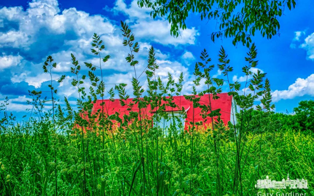 Tall Grass