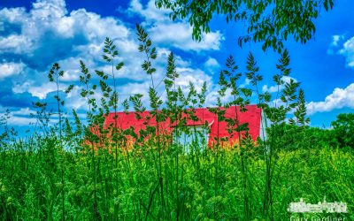 Tall Grass