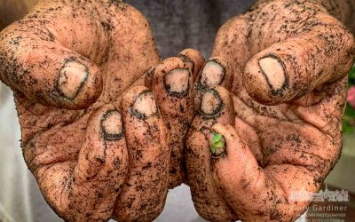 A Gardener’s Hands