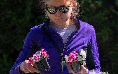 Choosing The Best Perennials