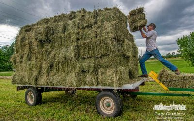 Hay Harvest Deadline