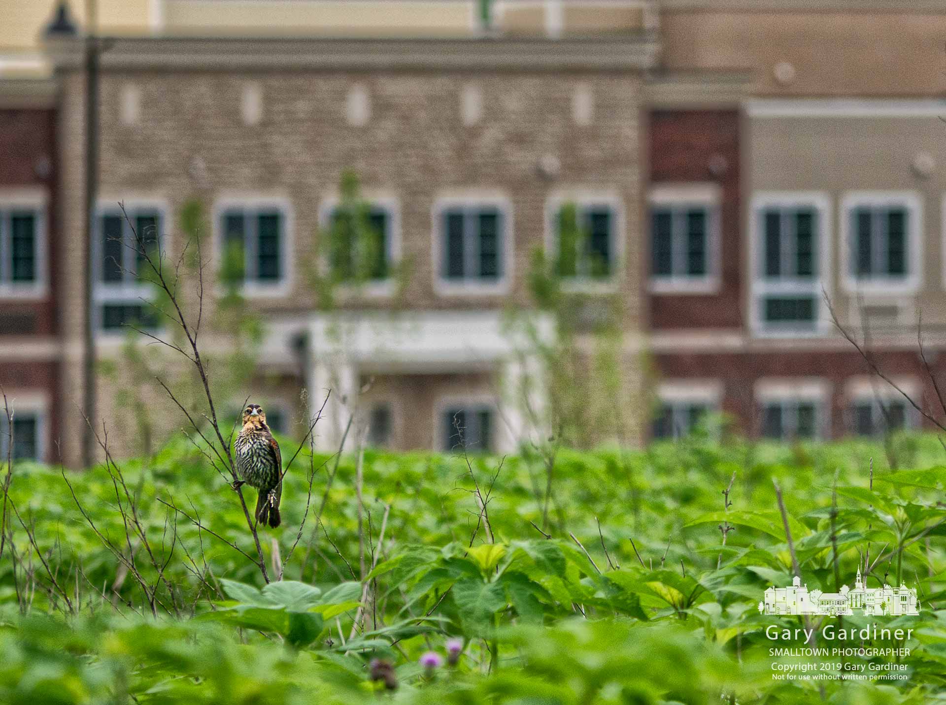 A juvenile Cooper's Hawk straddles a dried weed stalk on the edge of the unplowed field at the Braun Farm adjacent to construction for a senior living facility nearing completion. My Final Photo for June 17, 2019.