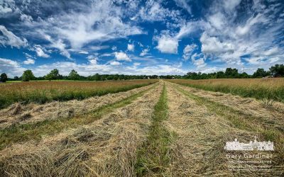 Summer Hay