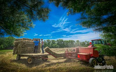 From Farm Field To The Barn