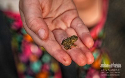 Juvenile Toad Returns Home