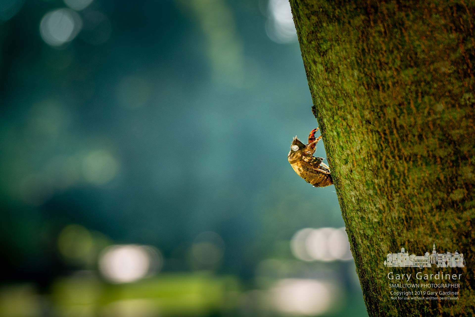 The desiccated skin of a mature cicada clings to the trunk of a tree along the roadway leading into Alum Creek Park North. My Final Photo for July 31, 2019.