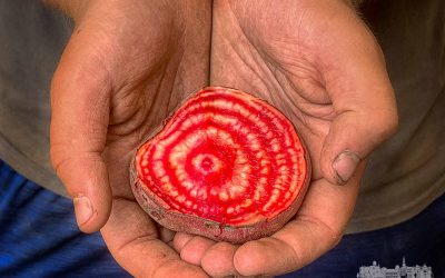 Farm Hands and A Beet