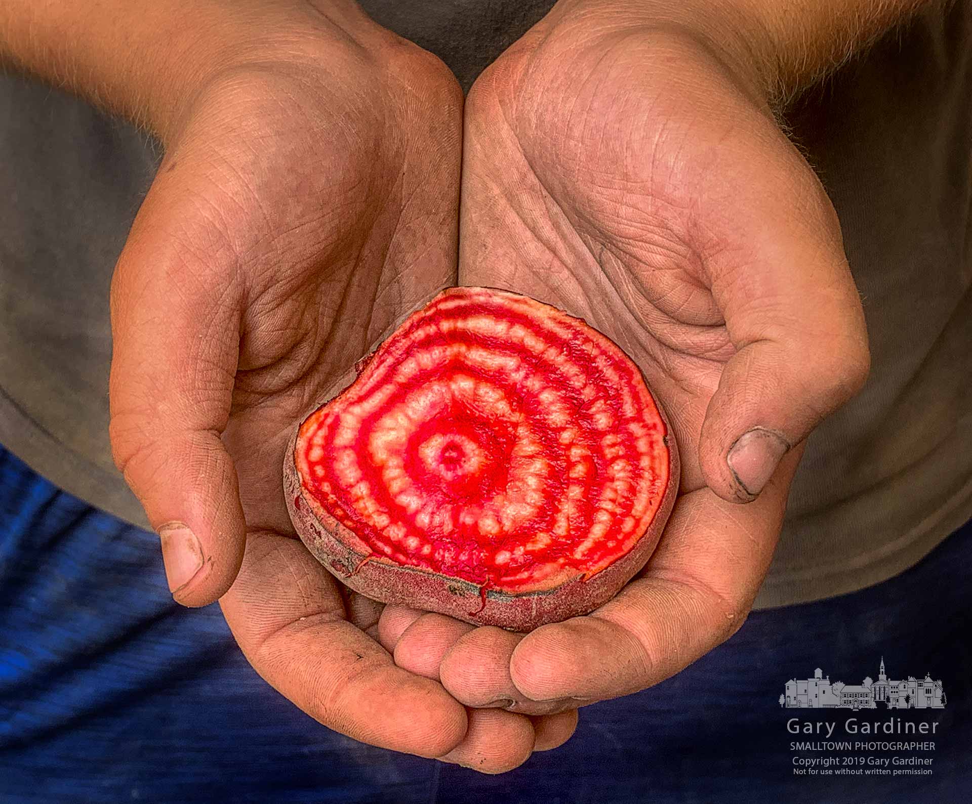 A farmhand holds a red and white beet sliced open for display at the Wednesday Uptown Westerville Farmers Market. My Final Photo for July 10, 2019.