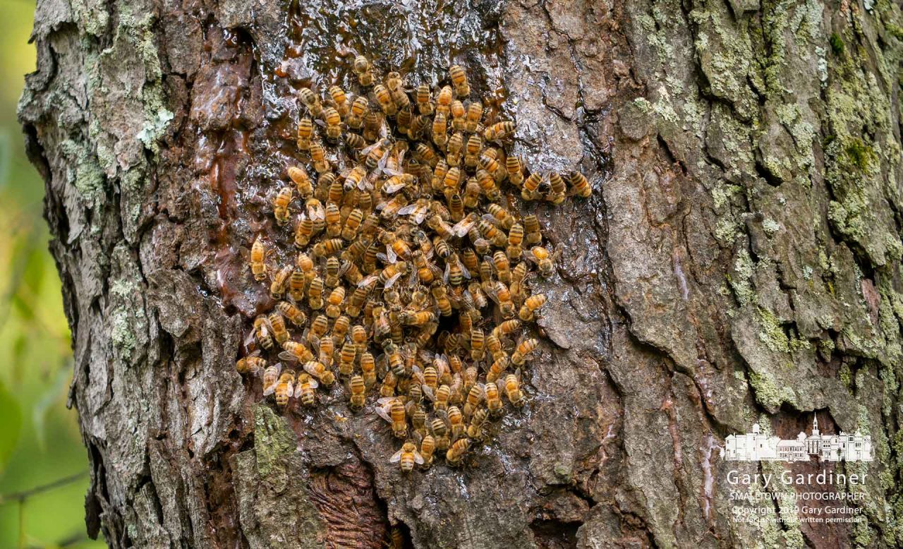 tree bee hive