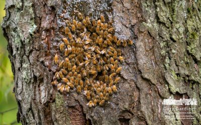 Old Tree Bee Hive