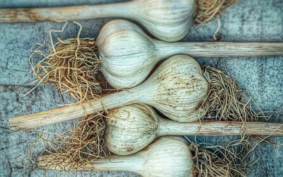 CSA Garlic Bulbs