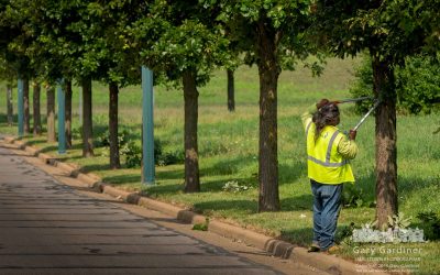 Trimming Along The Boulevard