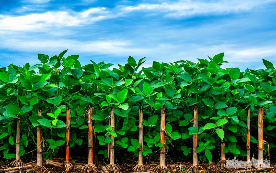 Corn and Beans Together