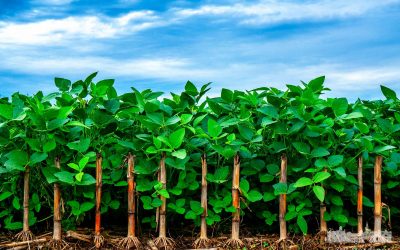 Corn and Beans Together
