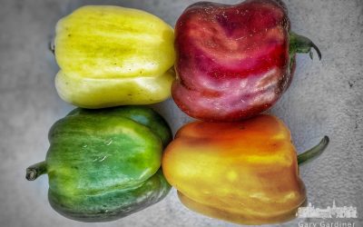 Peppers Aplenty At Farmers Market