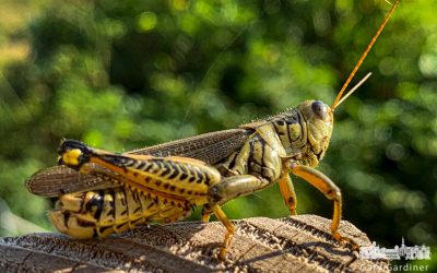 The Differential Grasshopper