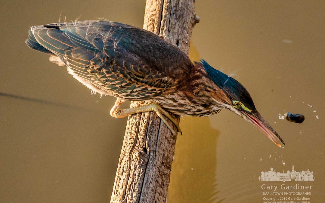 Green Heron Going Fishing