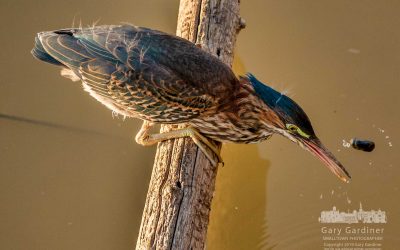 Green Heron Going Fishing