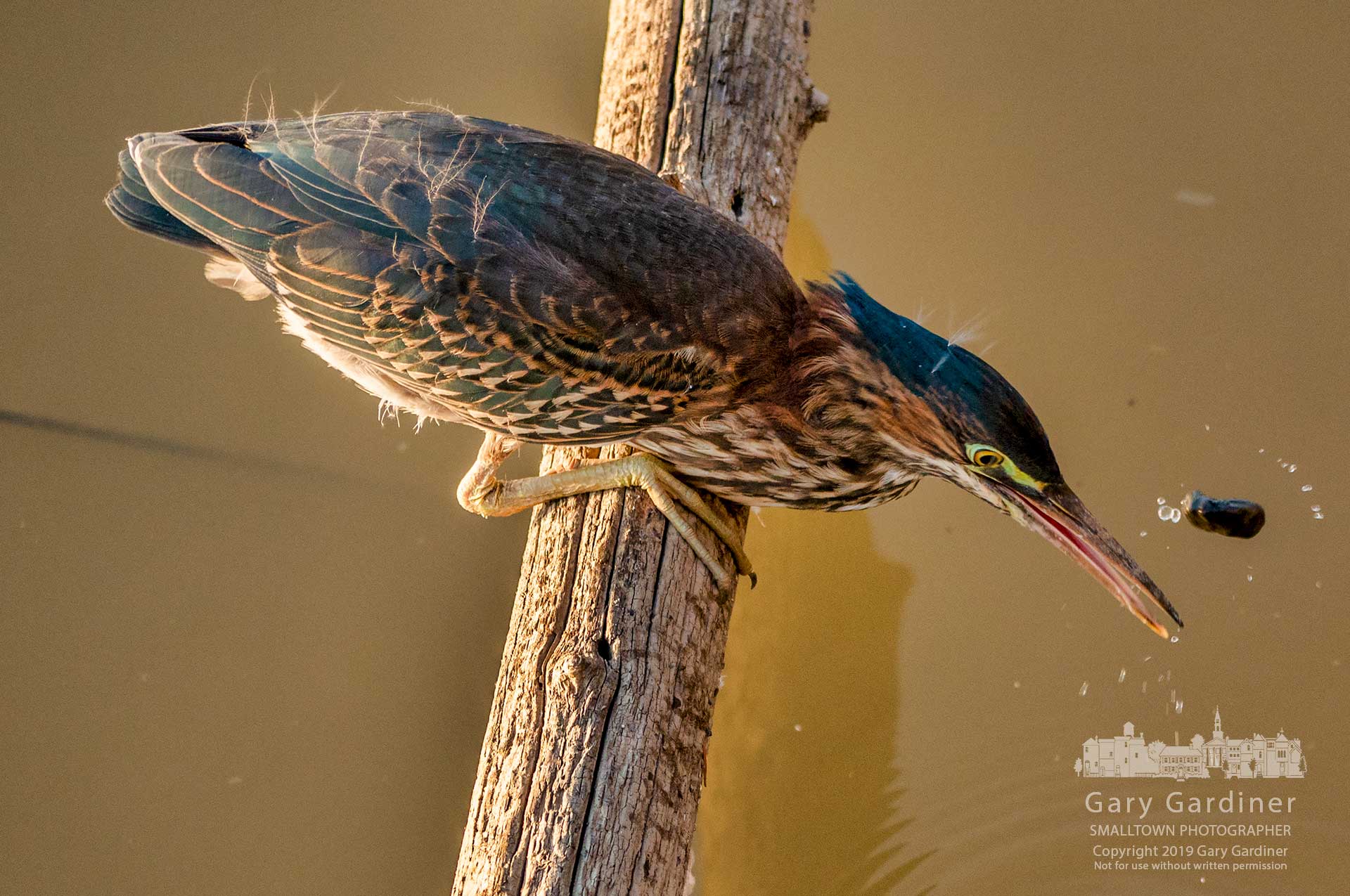 A green heron tosses a small piece of wood into the wetlands at Highlands attempting to lure a fish close enough to grab it for a meal. My Final Photo for Sept. 10, 2019.